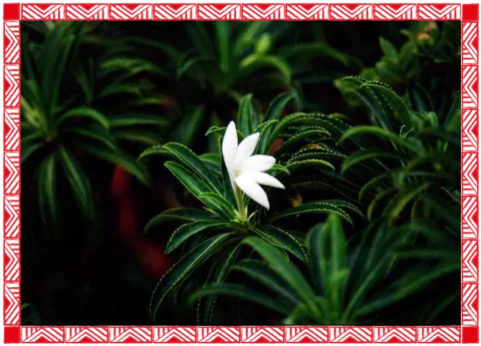Fleur de tiare 'apetahi, fleur emblématique de Raiatea, dans son feuillage